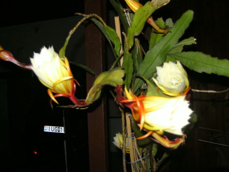 PICT4746