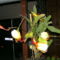 PICT4747