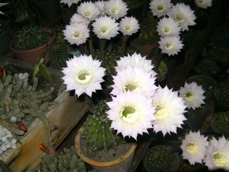 PICT4750
