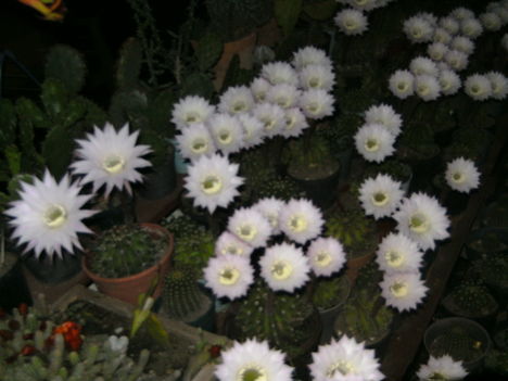 PICT4751