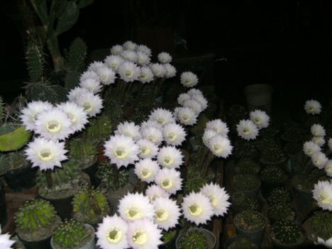 PICT4752