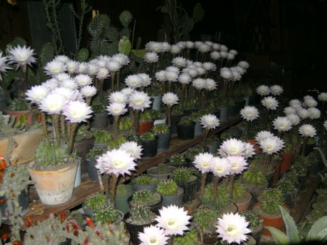 PICT4757