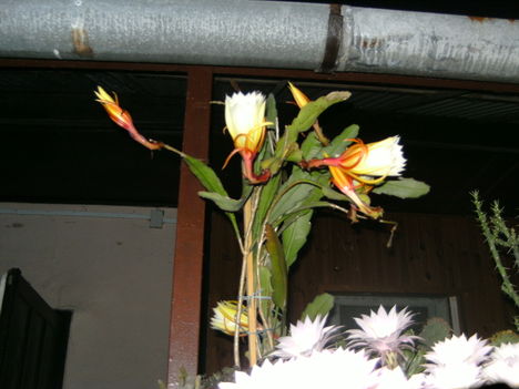 PICT4758