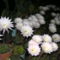 PICT4761