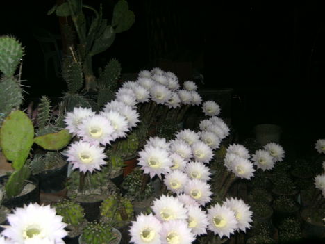 PICT4762