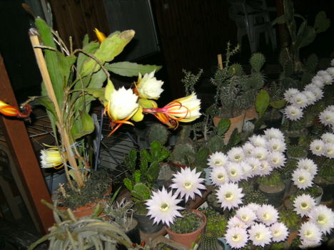 PICT4766
