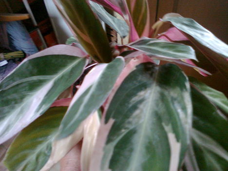 STROMANTHE TRIOSTAR