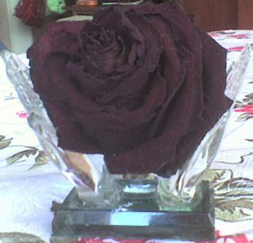 szárított ballagási rózsa