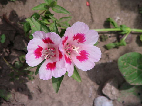 virág 015 Egynyári Azálea