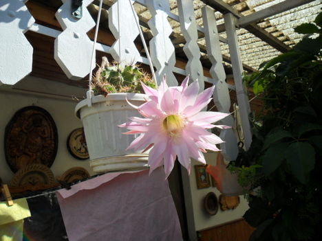 2011 virágaim 13