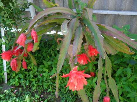 2011 virágaim 1