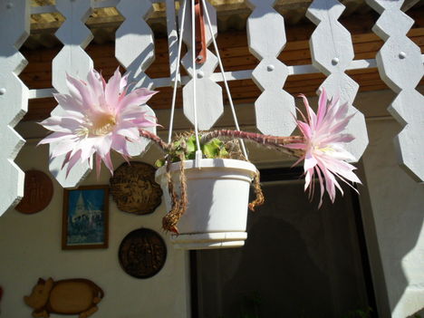 2011 virágaim 4