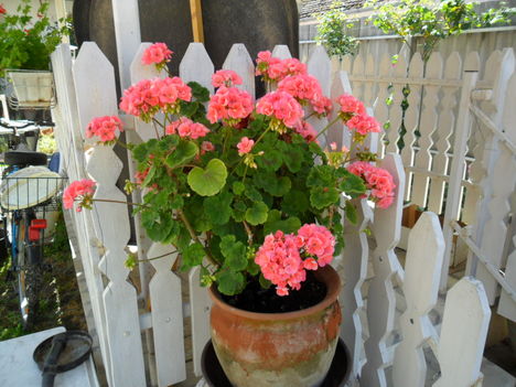 2011 virágaim 6