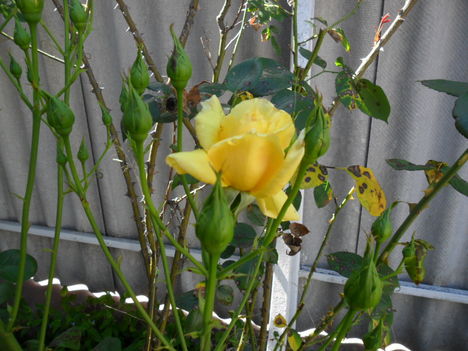 2011 virágaim 9