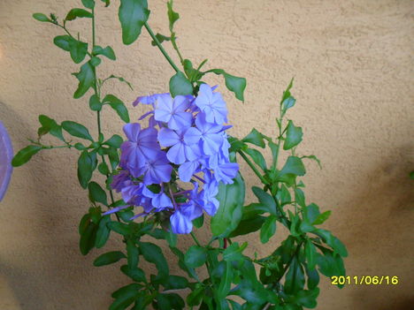 plumbago