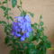 plumbago