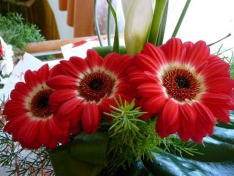 Gerbera