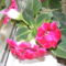 Gloxinia