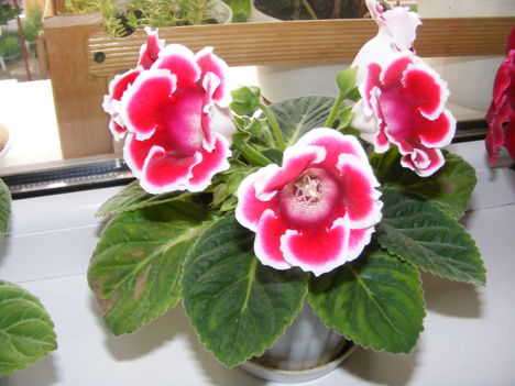 Gloxinia(Csuporka)