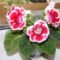 Gloxinia(Csuporka)