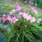Növény birodalom 18 Zefír virág