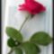 SAM_1706