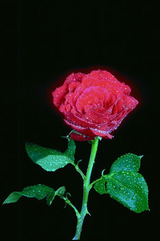 rózsa2