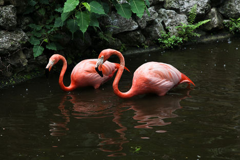 Flamingó páros