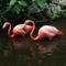 Flamingó páros