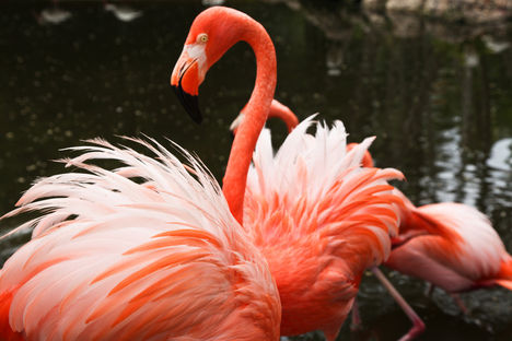 Flamingó- virág...