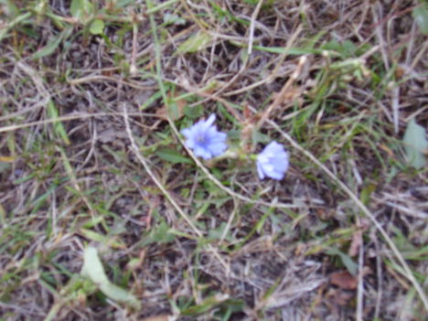 kis kék virág
