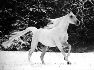 ló a hóban
