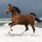 ló a tengerparton