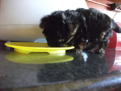 A kis Dömper imád enni