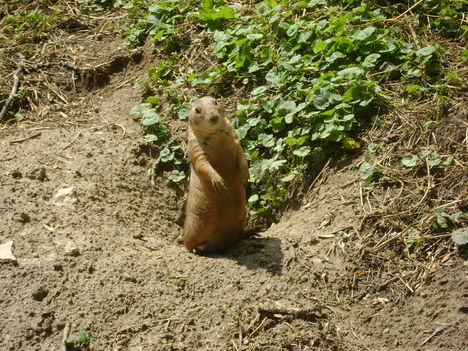 DSC00093