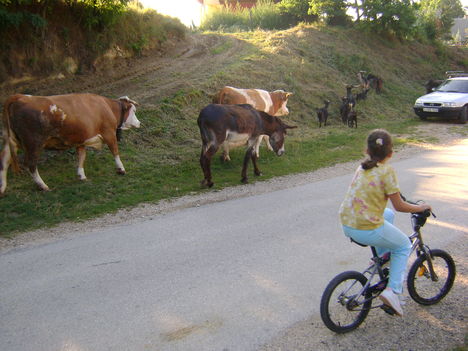 DSC00214