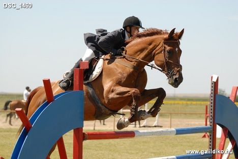 DSC_1460-vi