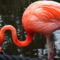 Flamingó-forma-1