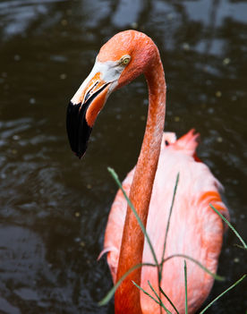 Flamingó-kampó