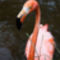 Flamingó-kampó
