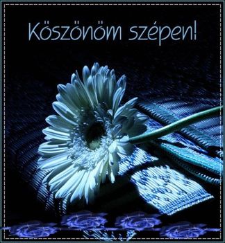 kék 8