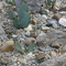 2007 télálló kaktuszok