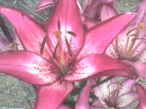 Liliom