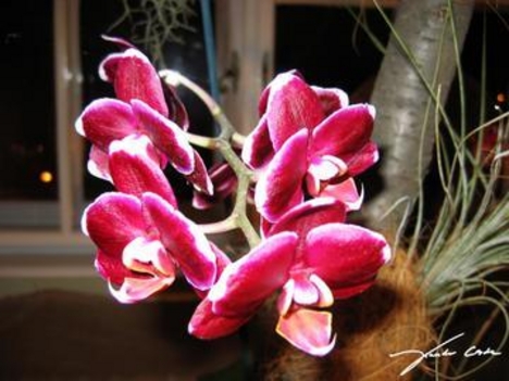 orchidea 11