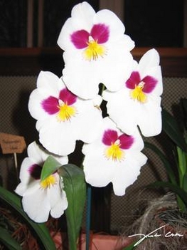 orchidea 12