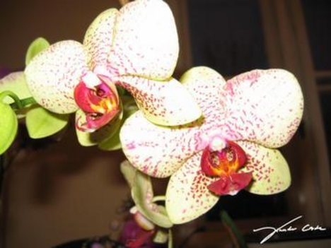 orchidea 13