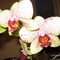 orchidea 13