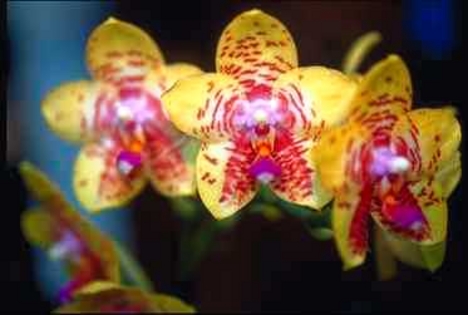 orchidea