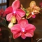 orchidea 3