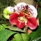 orchidea 5